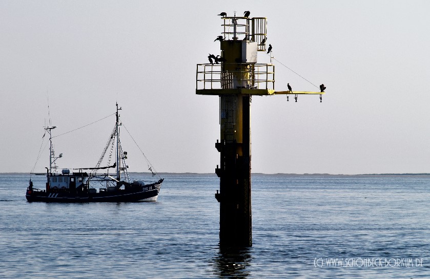 Borkum bekanntschaften